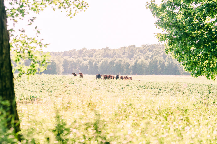 The Importance of Purchasing Grass-FINISHED Beef