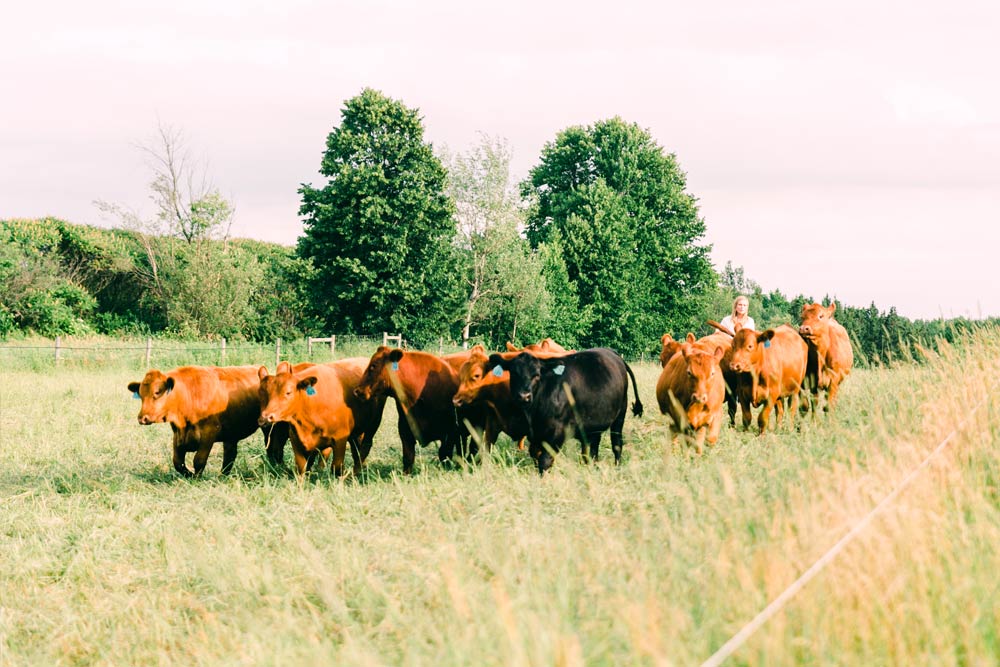 Know Your Animals » Spring Cut Cattle Company
